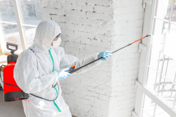  Paisley, FL Mold Removal & Remediation Pros