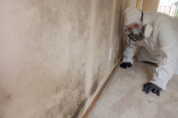 Mold Removal for HVAC Installations in Paisley, FL